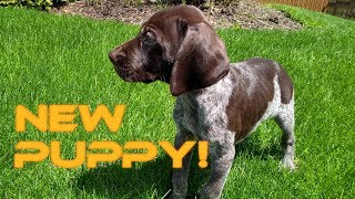 New Puppy Introducing Sawyer the GSP [upl. by Ahsirhcal55]