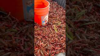 California crawfish 2024 🦞 crawfishboil crawfish crawdads fishing mudbugs louisiana lobsters [upl. by Nemhauser]