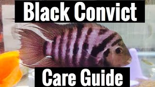 Black Convict Cichlid Care Guide [upl. by Nesaj]