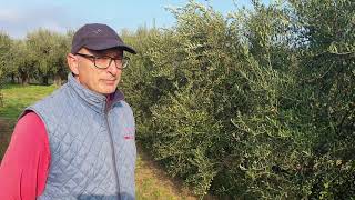 Oliveto Intensivo di Arbequina LA PRODUTTIVITA [upl. by Buell]