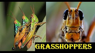 Grasshoppers insects  insects Histrology [upl. by Inalel]