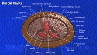 Leech digestive system [upl. by Akenat776]