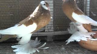 Pouter Pigeon For sale [upl. by Alvira]