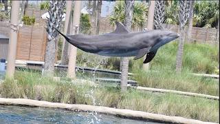 Dolphin Show  Gulfarium Marine Adventure Park  August 15 2024 [upl. by Laenaj]