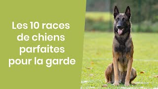 10 RACES DE CHIENS PARFAITES POUR LA GARDE [upl. by Mcdowell314]