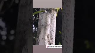 Leaftailed gecko camouflage level essgurumantra leaftailed gecko [upl. by Boice]