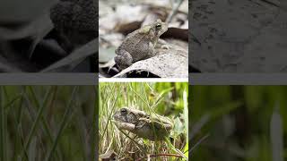 Finding Rare Reptiles amp Amphibians [upl. by Corabella]