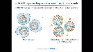 Studying the structural organization of subnuclear chromatin compartments [upl. by Ynogoham]