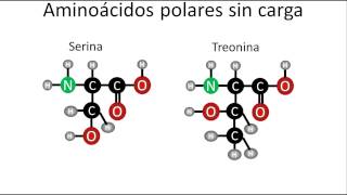 Bioquímica  Tipos de aminoácidos y su estructura [upl. by Chappell]