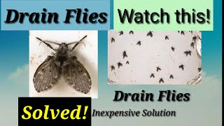 Solving drain flies problem [upl. by Ervine295]