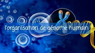 génétique 1ere année med dentaire  organisation de génome humain [upl. by Jaylene586]