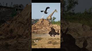 Pigeon Giraffe Eagle And Quail Rabbit shorts shortvideo shortsviral [upl. by Noland]