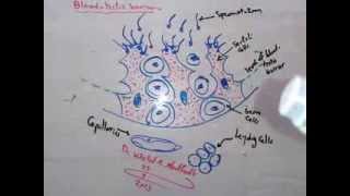 Bloodtestis barrier 92013 by Dr Khaled A Abulfadle [upl. by Eam]