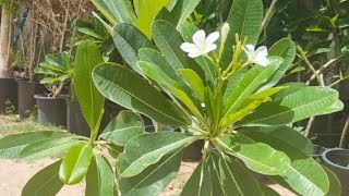 frangipani  How to Grow PropagateFrangipanis  garden master 786 [upl. by Einafats]