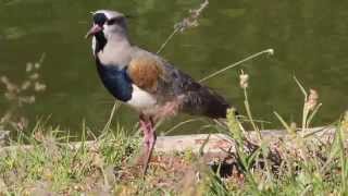 Queroquero  Southern Lapwing  Vanellus chilensis  cantando  singing [upl. by Ahsinrats]