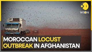 Afghan locust outbreak threatens food security  WION Climate Tracker  Latest English News [upl. by Ahselak]