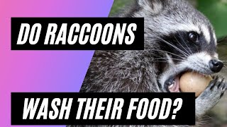 Why do raccoons wash their food [upl. by Dahsraf]