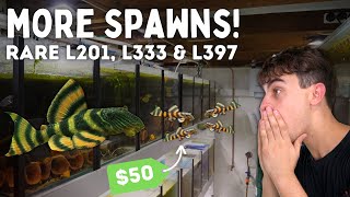 Rare Pleco Breeding L201 L270 L333 and More Day in the Fish Room 45 [upl. by Raddie]