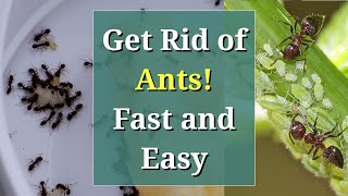 Get Rid of Ants Fast Cheap and Easy [upl. by Lovell]