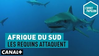 Afrique du Sud  les requins attaquent  LEffet Papillon [upl. by Dorree]