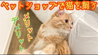 ペットショップで猫を飼ってみて メリットampデメリット [upl. by Eicam]