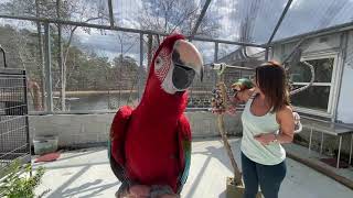 Putting the Birds in the New Aviary DIYaviary [upl. by Laris632]