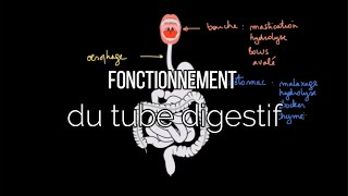 Fonctionnement du tube digestif [upl. by Orms]