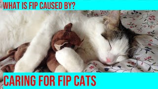 Caring for a Cat with FIP Tips for Cat Owners [upl. by Naoj998]