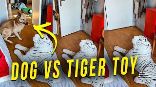 Dog Gets Startled Soon as He Enters the Room by a Tiger Stuffed Toy [upl. by Eskill]