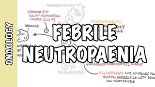 What is febrile neutropaenia neutropenia  neutrophil function pathophysiology treatment [upl. by Asaeret]