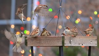 Photographing birds in the Backyard with Christmas Lights [upl. by Rachele719]