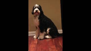 Bernedoodle growth and timelapse video [upl. by Ttehc901]