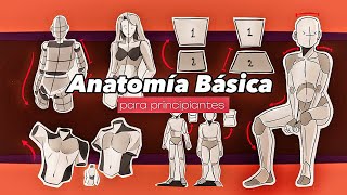 Anatomía Básica para principiantes  GUÍA COMPLETA  Tips de la figura humana ✨ [upl. by Andee]