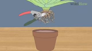 How to Revive a Dying Aloe Vera Plant [upl. by Huberto887]