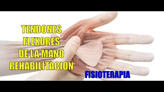 ROTURA DE TENDONES FLEXORES  Fisioterapia  Rehabilitación [upl. by Nimar]