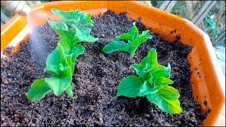 How to grow Petunia Grow Petunia Cuttings Faster Using this Techniques and get 100 Success [upl. by Francisco]