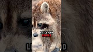 Why Raccoons Wash Their Food Before Eating  Animal Fact shorts raccoon raccoonfood [upl. by Lehcem489]