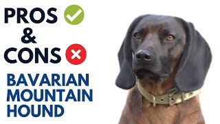 Bavarian Mountain Hound Pros and Cons  Bavarian Mountain Hound Advantages and Disadvantages [upl. by Romeo819]