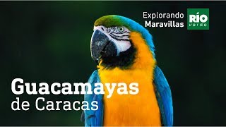 Las Guacamayas de Caracas  Explorando Maravillas 2da Temporada [upl. by Cheung]