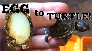 Box Turtles Hatching and What to Expect [upl. by Eninnaej]