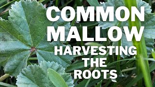 Harvesting and Processing COMMON MALLOW  Medicinal Herb Common Mallow [upl. by Gradeigh]