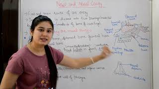 Nose or Nasal cavity in hindi  bones  Muscular layers  Nasal conchae  Functions of Nose [upl. by Okimat]