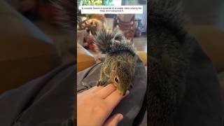 A couple found a squirrel in a water tank crying for help and adopted it animalshorts [upl. by Schober]