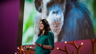 Why animals in zoos need choice  Stephanie Braccini Slade  TED Institute [upl. by Lemhar]