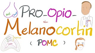 Proopiomelanocortin POMC Melanocytes Stimulating Hormone MSH Skin Pigmentation  Endocrine [upl. by Downall]