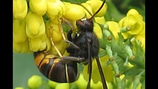 Frelons asiatiques sur Mahonia du Japon 11 novembre 2024 [upl. by Nade296]