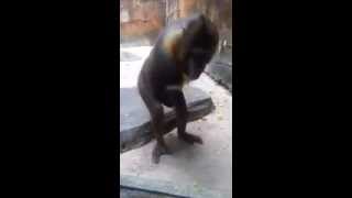 Monkey jacking it and eating splooj FUNNY [upl. by Ynar]