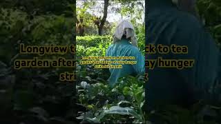 Longview Tea Garden tea darjeeling short yt [upl. by Aziaf]