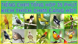 64  TIẾNG CHIM TỔNG HỢP  KÍCH THÍCH CHIM NHÀ HÓT CĂNG  LUYỆN GIỌNG CHIM HÓT HAY  LYHAICHIM [upl. by Nivak902]