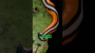 What This Worm Can Do Will Shock You  Hammerhead Worm [upl. by Yerffoeg]